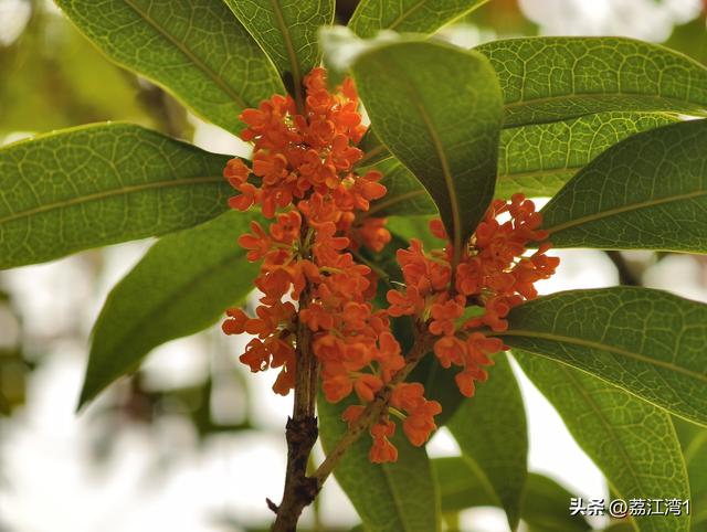 桂香漫城：桂林的秋日私语