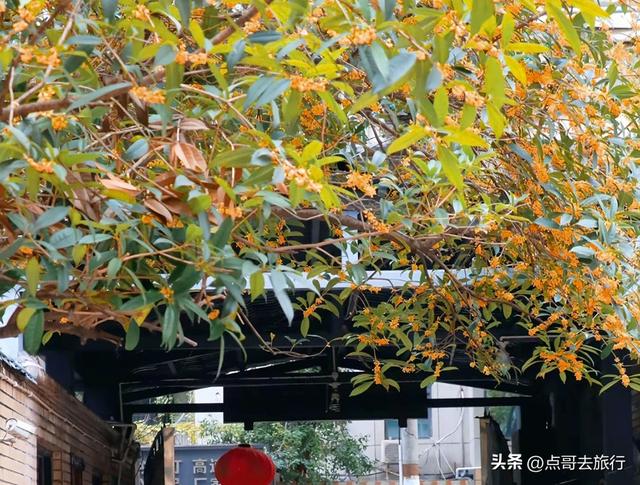 成都必去的五大桂花观赏地，开爆了，成都人私藏，地铁公交车直达