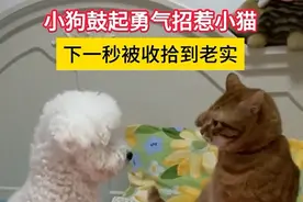 小狗鼓起勇气招惹小猫，下一秒被收拾到老实图片