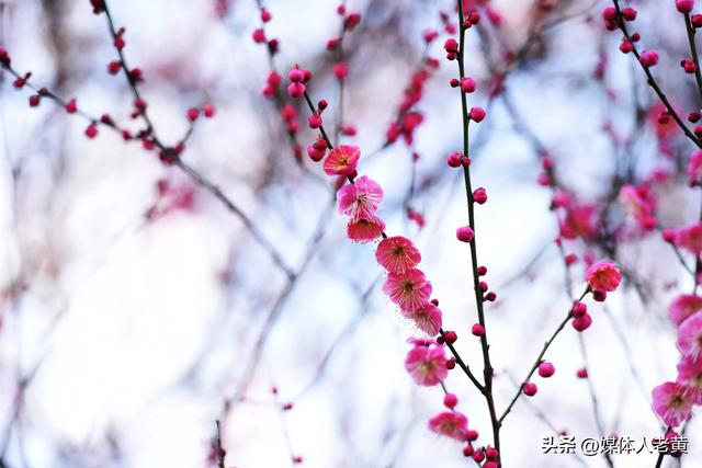 六盘水市水城河畔冬樱和梅花盛开鸟语花香引客来