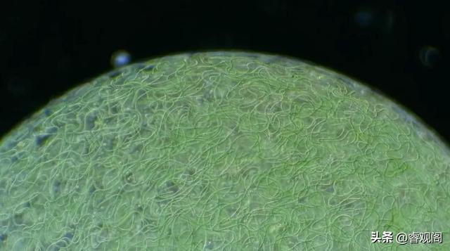 中国找第二地球真相曝光！真实意图太惊人，答案关乎人类存亡