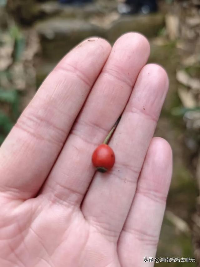 1.5h直达!藏在山野里的捡秋秘境,瀑布+挖宝双buff拉满!