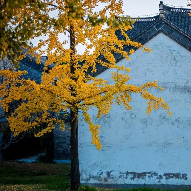 我们把台儿庄古城的秋天“晒”满了朋友圈，温柔了整座古城的初冬