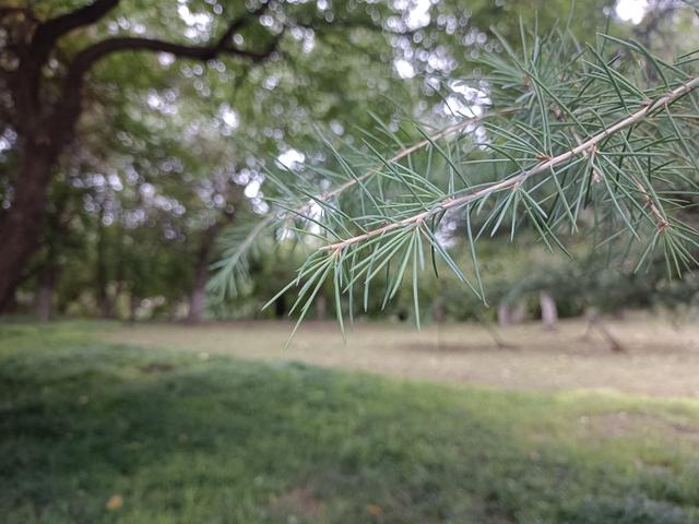 心若有梦不必远行