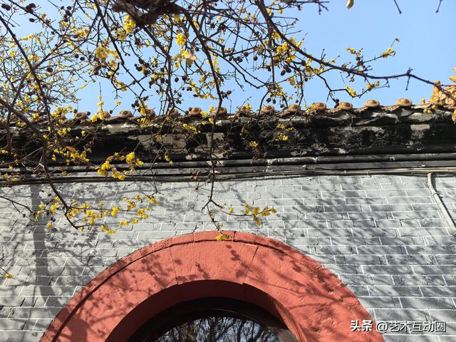 十方院赏腊梅 沉醉古韵幽香