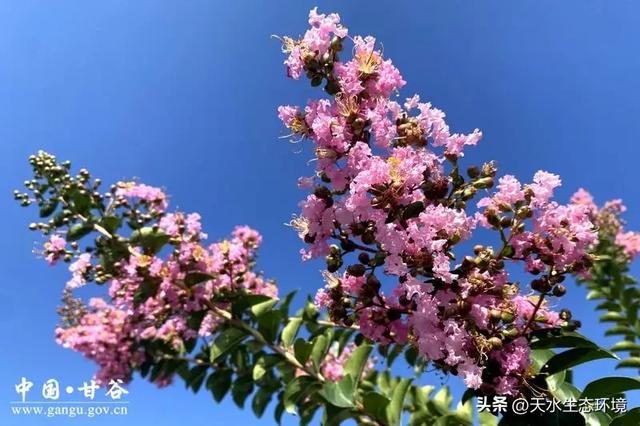 大美天水 | 甘谷:渭北长廊紫薇盛放 绘就浪漫生态画卷