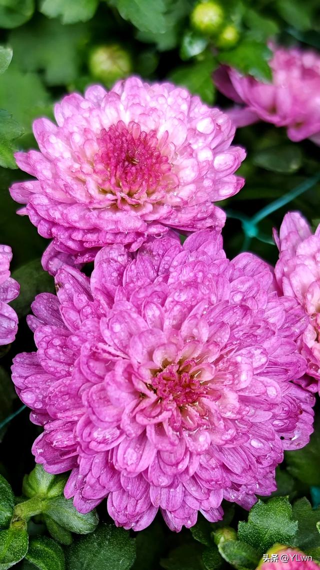 拱墅区菊花展分会场,无需预约无需门票,逛桥西历史直接赏菊花