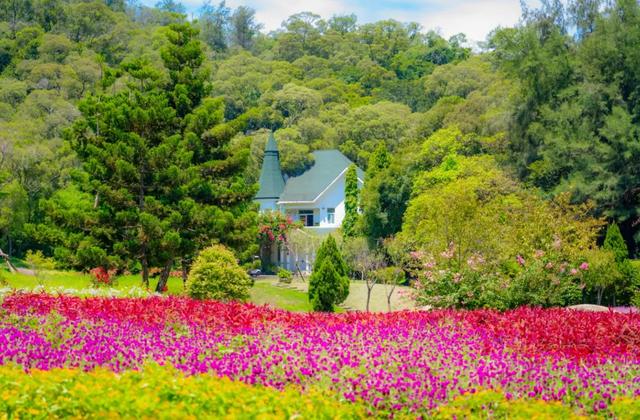 被厦门的秋天圈粉了!金色花海、粉色“云霞”……周末就出发→