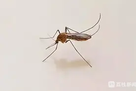 蚊子叮咬 当心感染流行性乙型脑炎图片