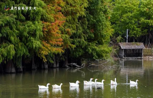 这是冬天?厦门暖冬花花花花花花样缤纷~