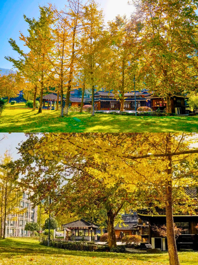 金佛山秋色的含金量，被低估了！🍂