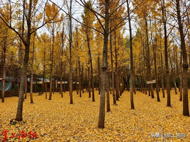 秋日限定，散步即达！洛阳各公园秋景观赏攻略请收好