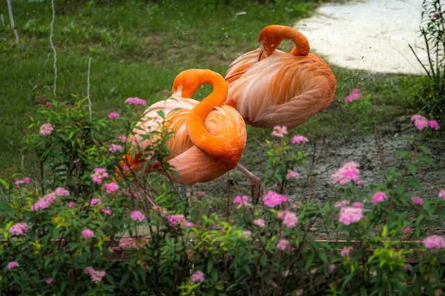 《疯狂动物城》苏州分“城”来啦！