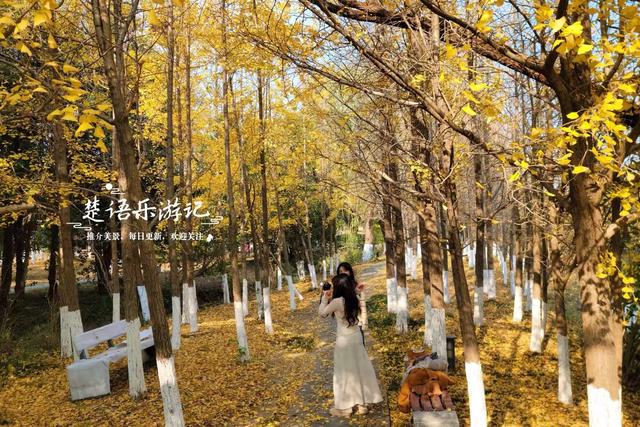 浙江宁波这个森林公园又火了，银杏林成为打卡胜地，水杉林更美丽