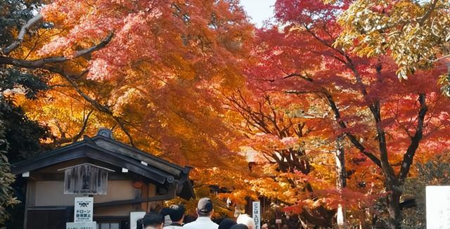 不听劝去日本的游客慌了，滞留机场连吃饭都成问题，当初为啥要去
