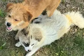 莱山5万伯恩山犬后续，感谢金给了，好心人捐了，流浪犬没被收养图片