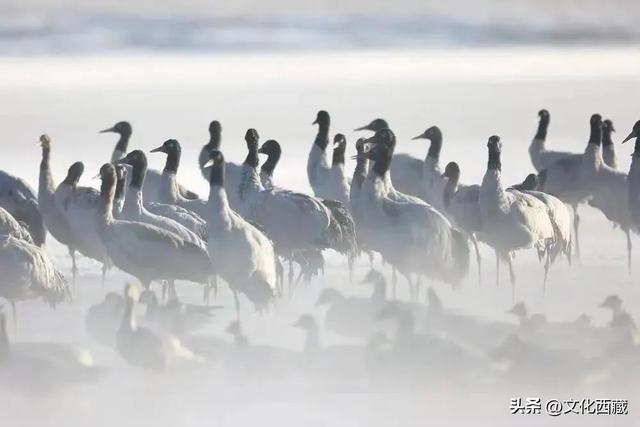 最新放假通知！还不来西藏吗？