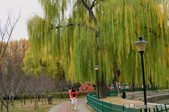达活泉：公园披金衣，满目黄金柳（图）