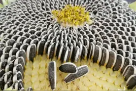 葵花籽种植指南：最佳种植时间、收获周期与品种选择图片