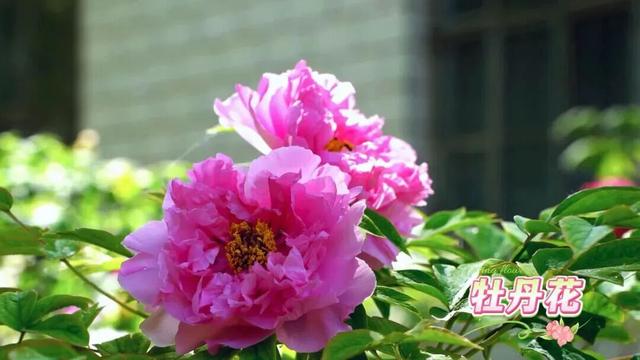 春潮映花都 盛景满临夏