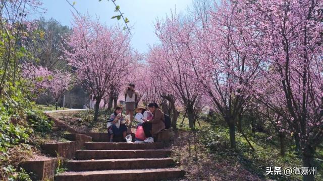 春到嘉州｜春意盎然美人梅 绿心公园“海棠盛景”邀您共赏