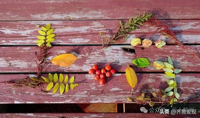 出发！去上合示范区“捡秋”