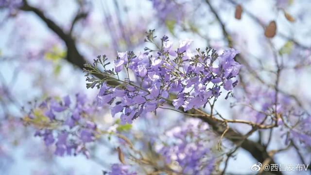 比大理浪漫！比昆明更近！高铁直达阳光小城，2万株蓝花楹美疯！观海登山，美食吃到爽！