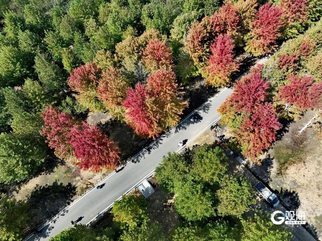 【绿色打卡地】枫染张家楼，秋日正斑斓