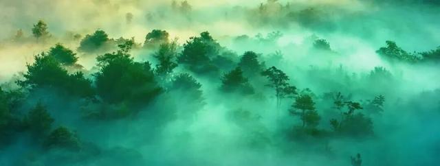 多彩阳山·每日一景｜奇幻林海