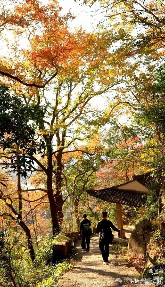 现场报道：这条离市区很近的著名红枫古道已枫情万种，徒步正当时