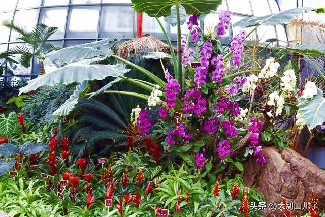 植物园迎春花展免费开放