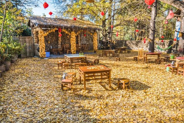 我愿称腾冲为秋季的天花板!银杏、温泉、古镇,来过的人都不想走