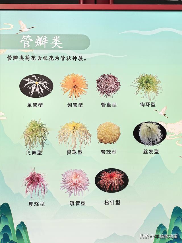 秋风独宠一园菊，晚来香艳出樊篱——北京北海公园2025年菊花展