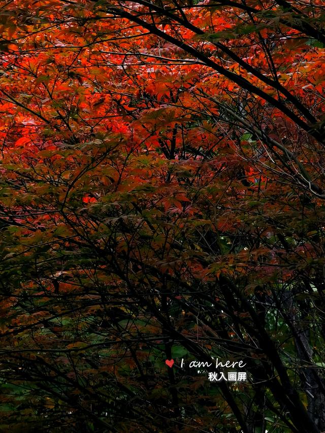 秋色入画屏