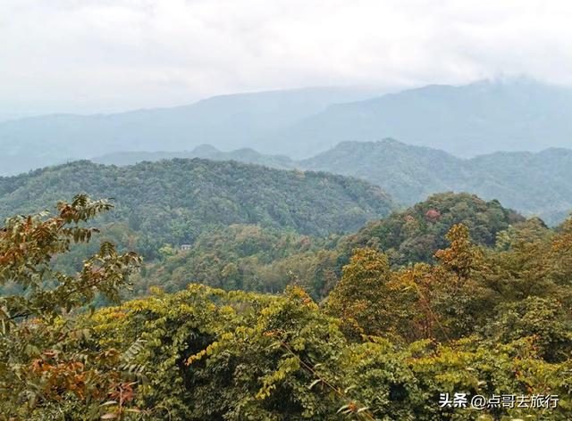 成都彭州的魔幻彩林，都不要门票！壮观、唯美、浪漫，无不惊艳！
