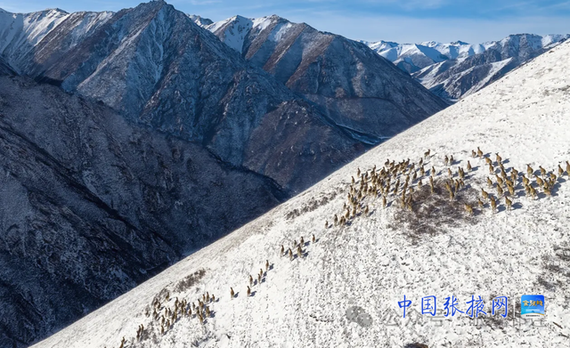 这个冬天 来张掖山丹马场看壮美静谧的冬日画卷