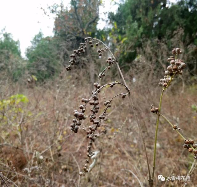 秋游大宗山朗公寺