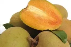 越南的那些美味水果之——高不可攀的人心果！图片