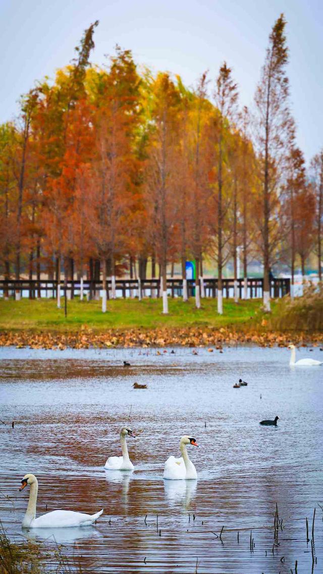 邂逅初冬！漫步郑州，在色彩斑斓中行走