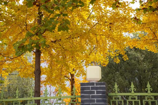 收藏一个秋天,石景山绝美秋色大公开