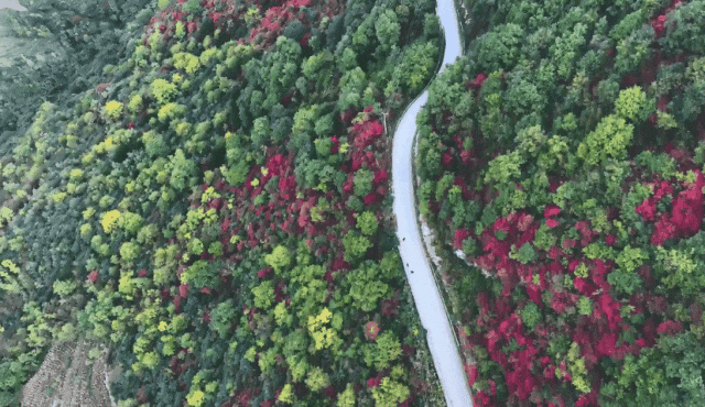 接下来的一个月，来汉中赏红叶就对了
