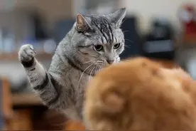 猫的迁怒行为：你中招了吗？教你如何应对爱猫的攻击图片