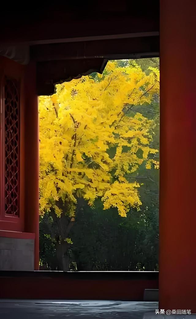 故宫的秋天，美到我失语