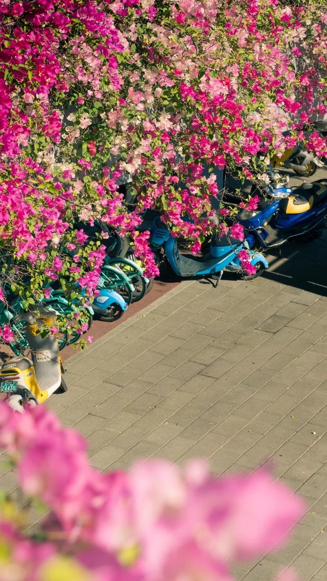 厦门的冬天给北方朋友一点小小震撼~