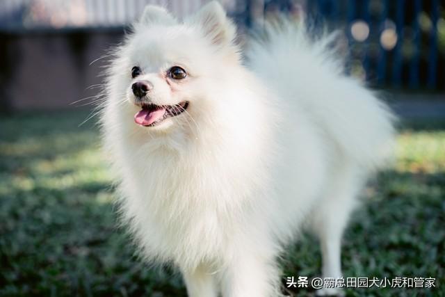 寿命最长的10种狗VS最短的10种狗！第一名能活20年+