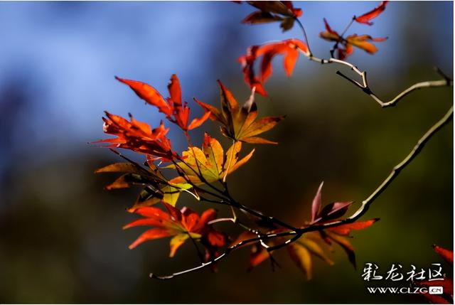 冬日里的红枫恋