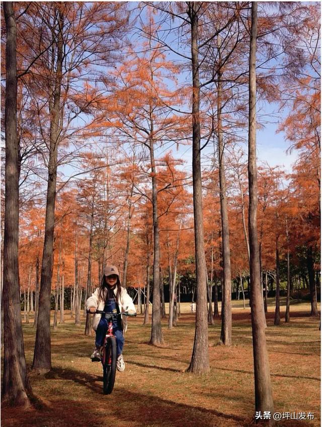 骑遇坪山① | 宝藏“高颜值”骑行线，拍出森系大片刷爆朋友圈