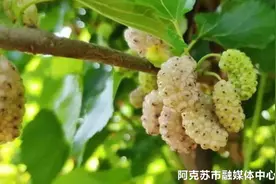 "桑葚神奇之旅：探索这个营养宝库的奥秘"（三）图片