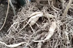你知道中医怎么判断病症和开药方吗？这部小说告诉你，和五行有关图片
