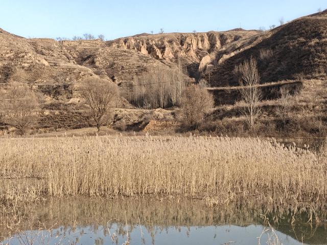 宣化瓦窑头水库芦苇成片，水天一色值得观看